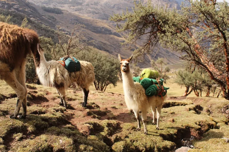 Llamas in the Andes along the Lares Trek route